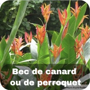 Bec de canard ou de perroquet