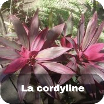 La cordyline