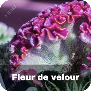 Fleur de velours