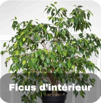 Fleurs d'intérieur