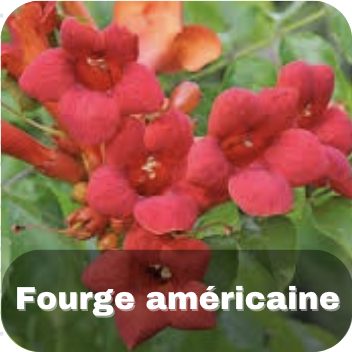 Forge américaine