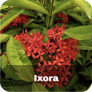 Ixora