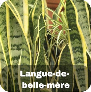 Langue-de-belle-mère