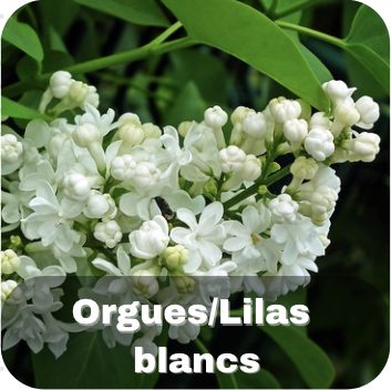 Orgues / Lilas blancs
