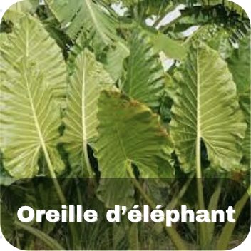 Oreille d'éléphant
