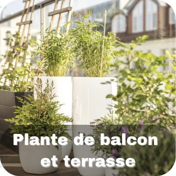 Plante de balcon et terrasse