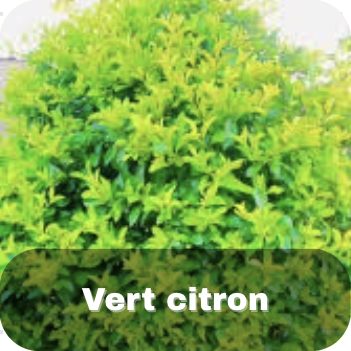 Vert citron