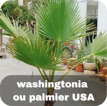 Washingtonia ou palmier USA